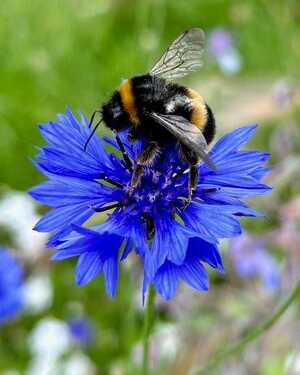 Bee on a flower in Forde Abbey Gardens