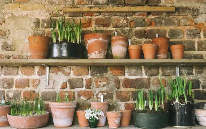 plant pots on a shelf