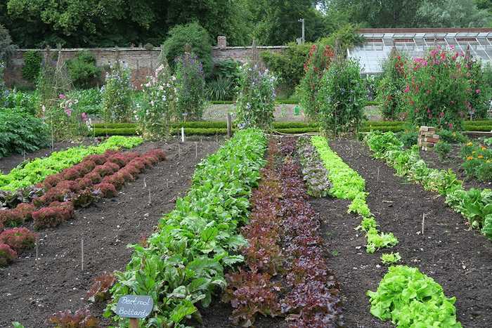 garden allotment growing