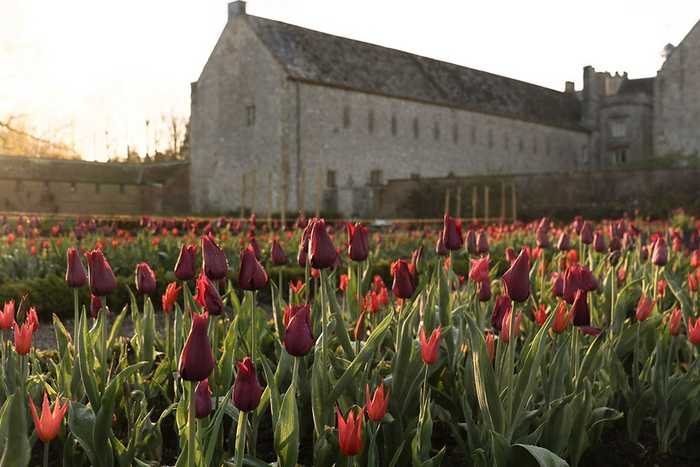 tulips near forde abbey
