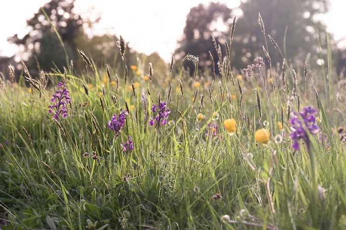 dorset meadow