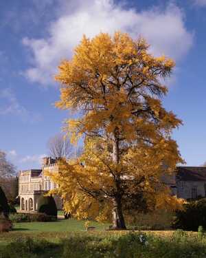 Autumn Sunshine – 3rd Hugo Stearnane Barribal Bee on a flower in Forde Abbey Gardens