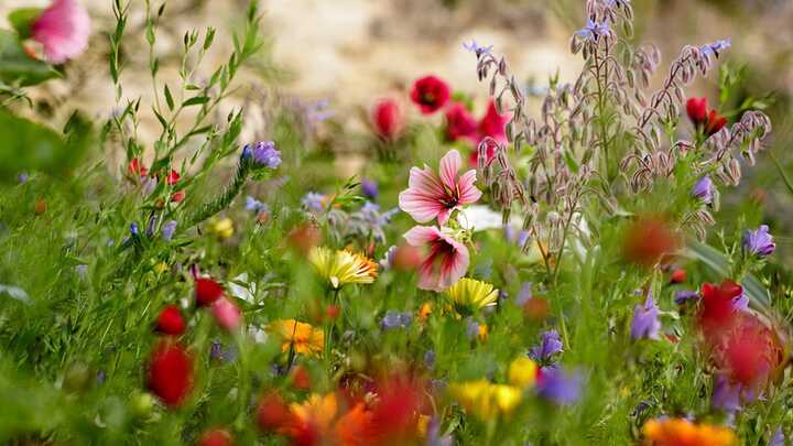 Garden Photography