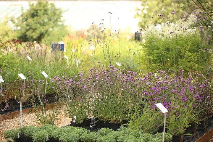 kitchengarden.jpg