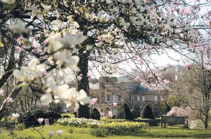 white flowering tree