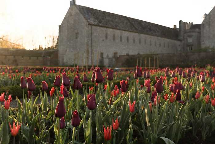 tulips at forde abbey