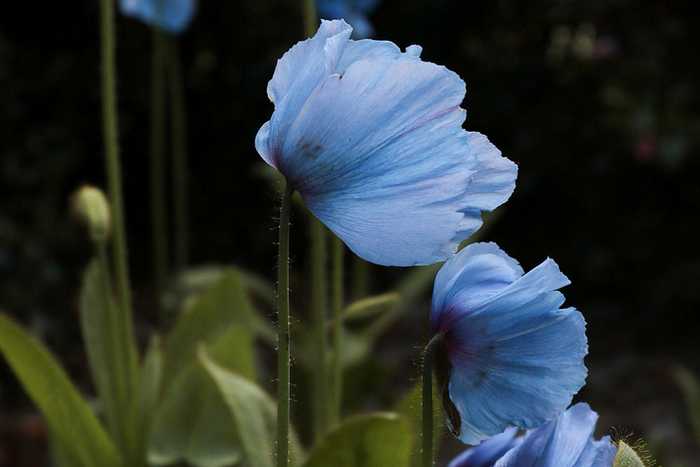 blue poppies blue poppies