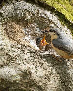 Nuthatch Lunch - 2nd Chris Spracklen Flowers at Forde Abbey Gardens