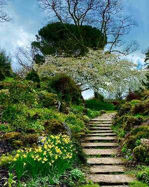 Rockery Steps - 1st Denise Pollock Forde Abbey Gardens