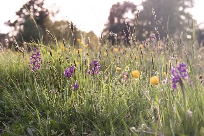 dorset meadow dorset meadow