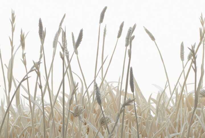 corn field art