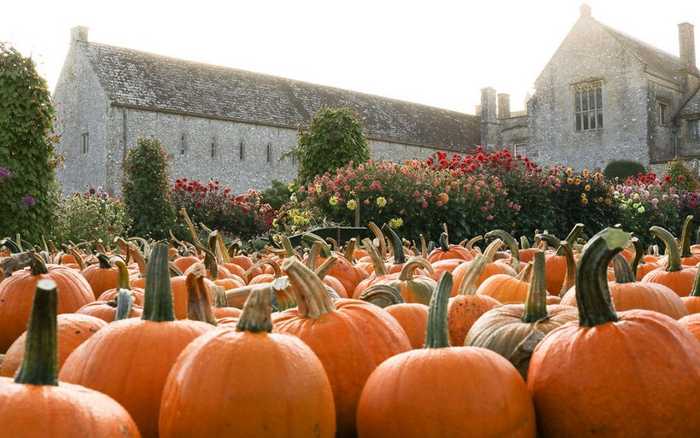 pumpkin patch pumpkin patch