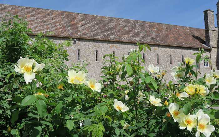 yellow roses yellow roses
