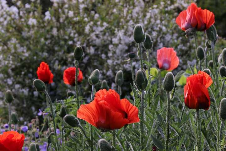 red poppies