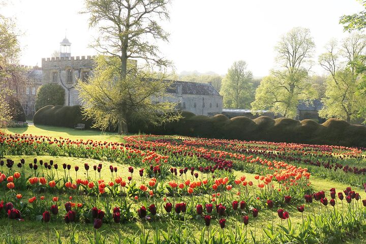 tulipswirl_spring.jpg