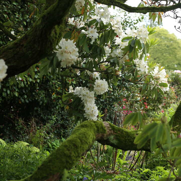 Woodland Garden